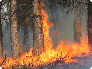 What to do about Wildfires: Prevention vs. Combat