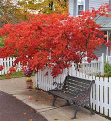 Japanese-Red-Maple_1-866