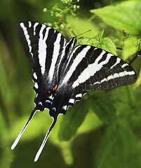 zebra swallowtail