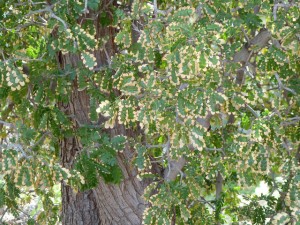TX ebony leaves