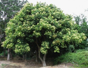 Western Soapberry full tree