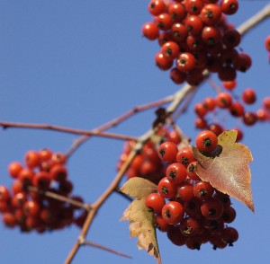 washington hawthorn berry