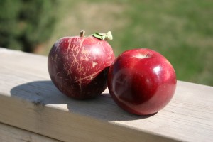 Heirloom Apples from Arbor Day Farm: Arkansas Black. 