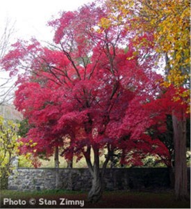 Japanese-Red-Maple_5-866[1]