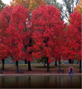 Red-Maple_4-867[1]