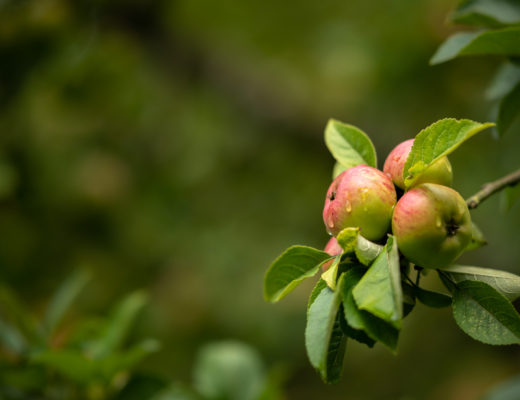 果园里挂在加拿大28回水上的苹果