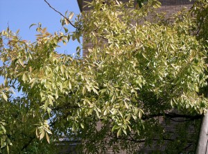 lacebark elm leaves