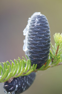 balsam fir silver leapers flickr