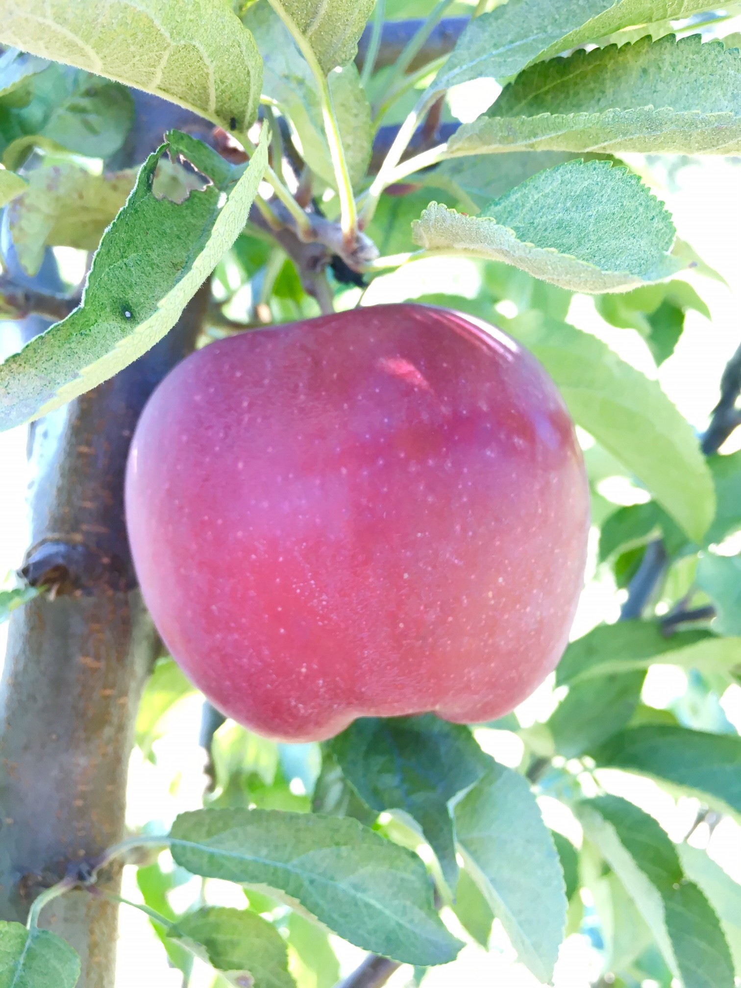 Red Delicious Apple: The Fruit of Knowledge - Arbor Day Blog