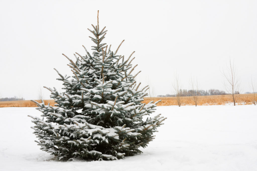 A beautifully shaped Blue Spruce tree covered with snow in a field.