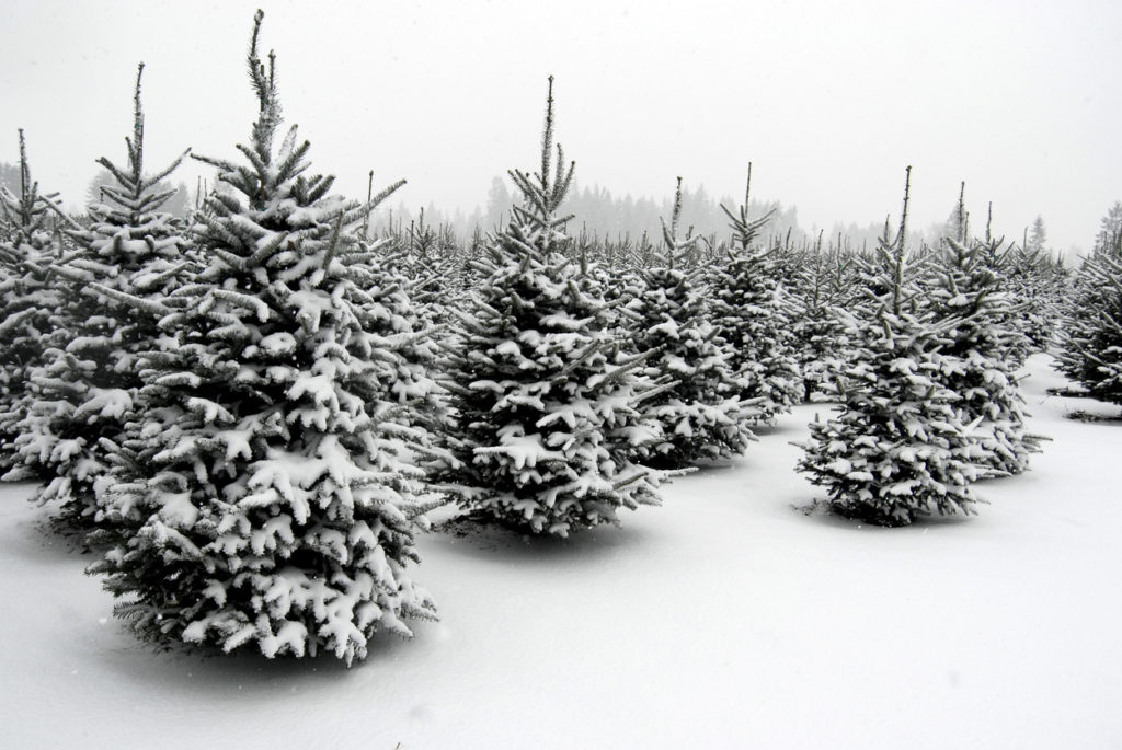 Snow covers Douglas fir trees in a forest near Mount Rainier National Park.
