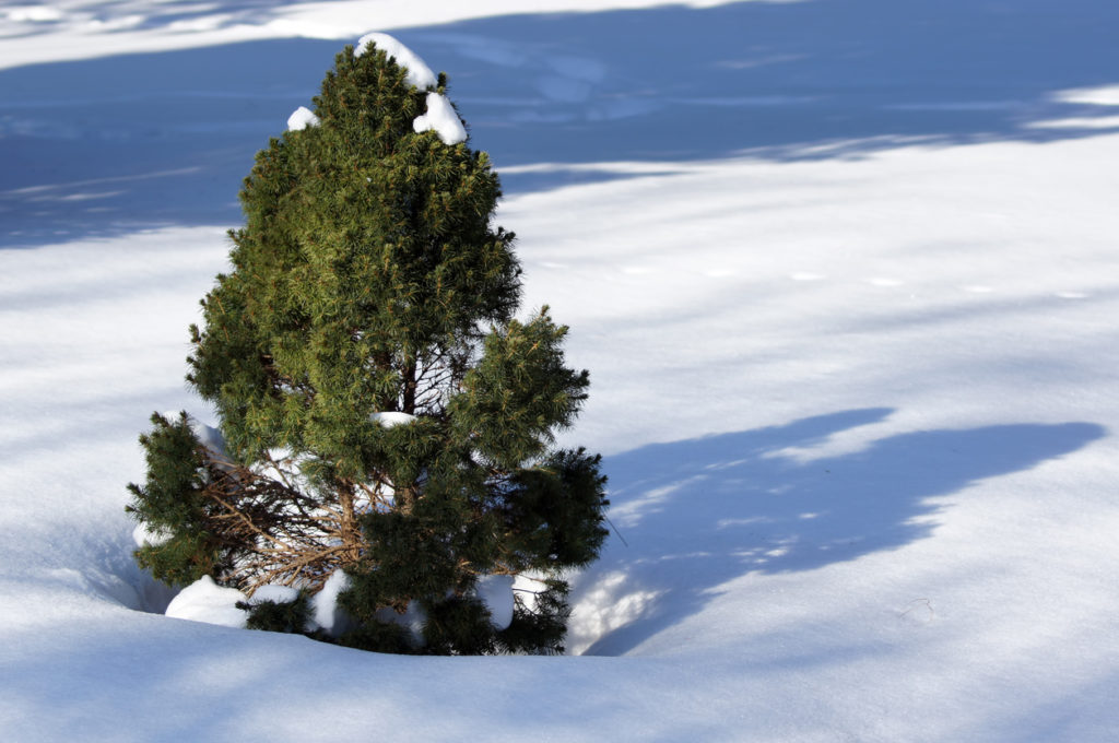 ornamental white spruce at winter on the snow.
