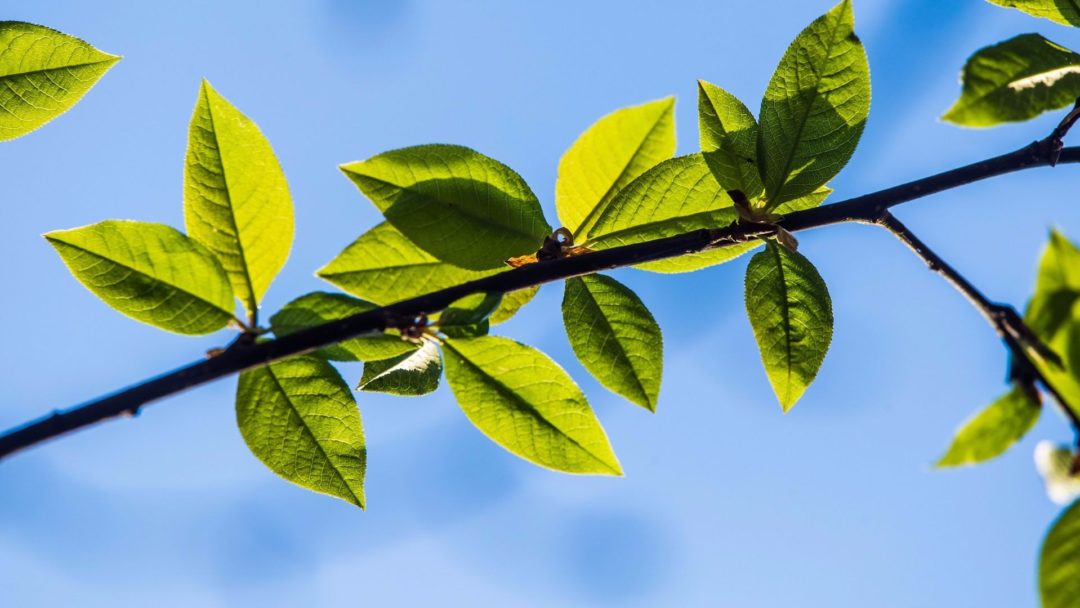 Bartlett Pear: A Gift of the Gods - Arbor Day Blog