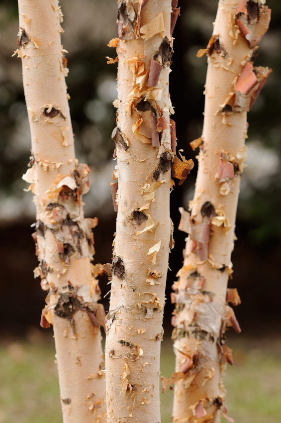 The Feisty River Birch Utah Lawn Care 