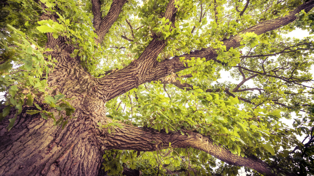 view up to the canopy of a bur oak