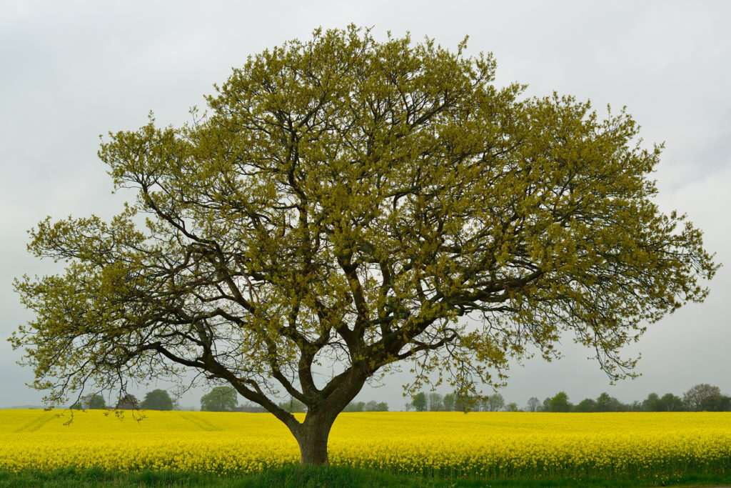 Live oak tree amid a field of yellow
