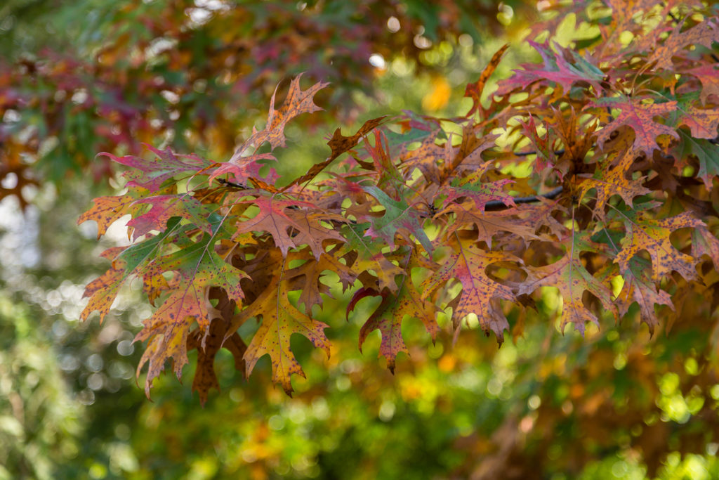 Shumard oak leaves beginning to show their fall color