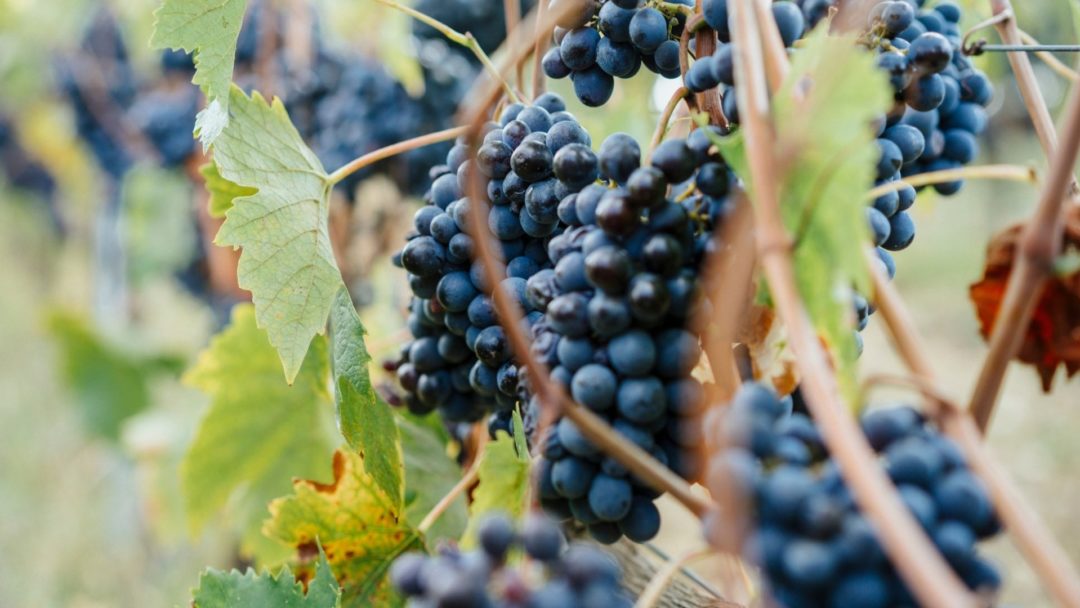 How to Grow and Care for Grapevines