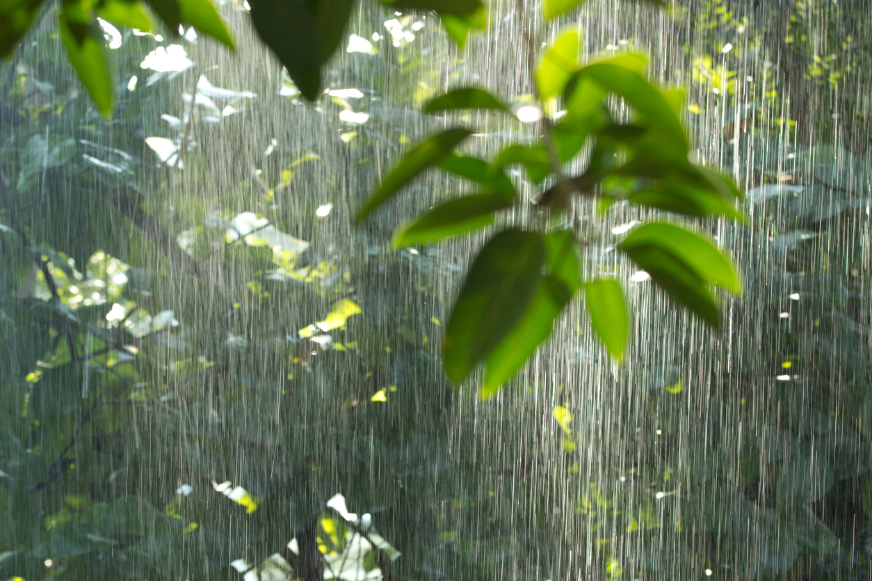 How Well Do You Know Rain Forests? [QUIZ] - Utah Lawn Care