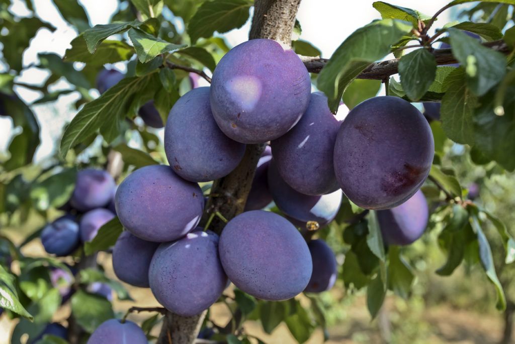 Best fruit tree for small yard