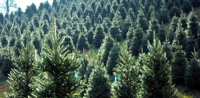 Real Christmas trees offer economical, environmental and social ...