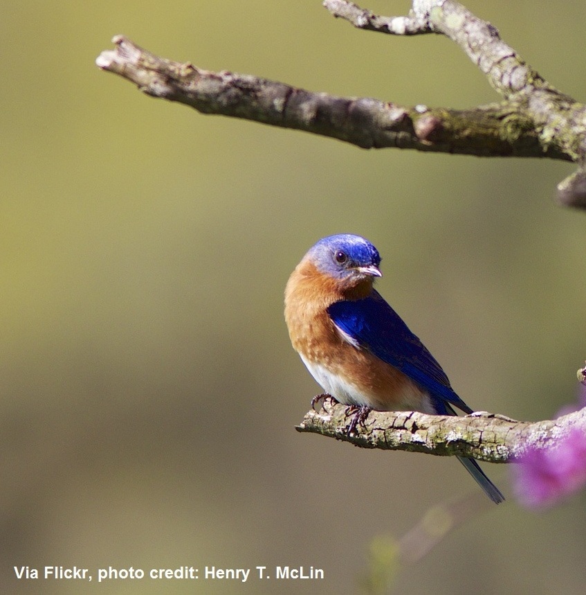 Crédito de la foto del pájaro azul Henry T McLin
