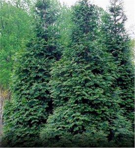 árbol de la vida gigante verde
