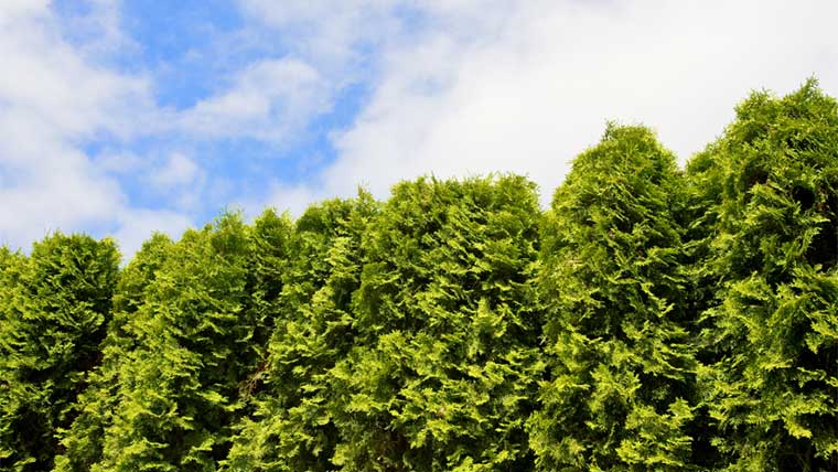 Using Trees And Shrubs To Reduce Noise, Noise Reduction Landscaping