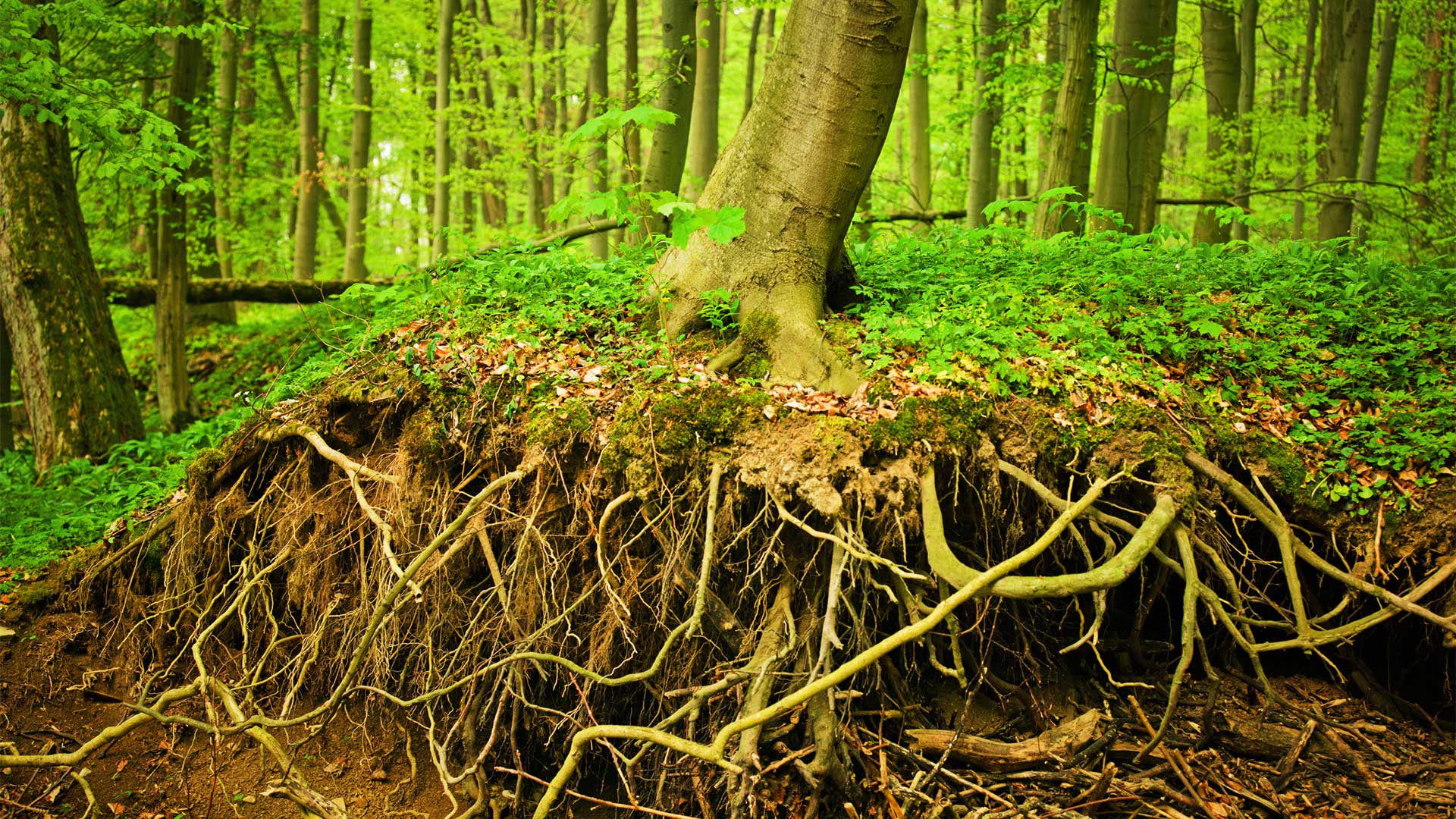 oak tree roots spread - Steadfast Podcast Bildergallerie