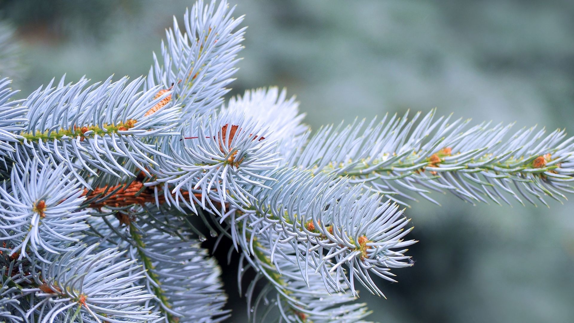 How to Make your Blue Spruce Bluer! - Laidback Gardener