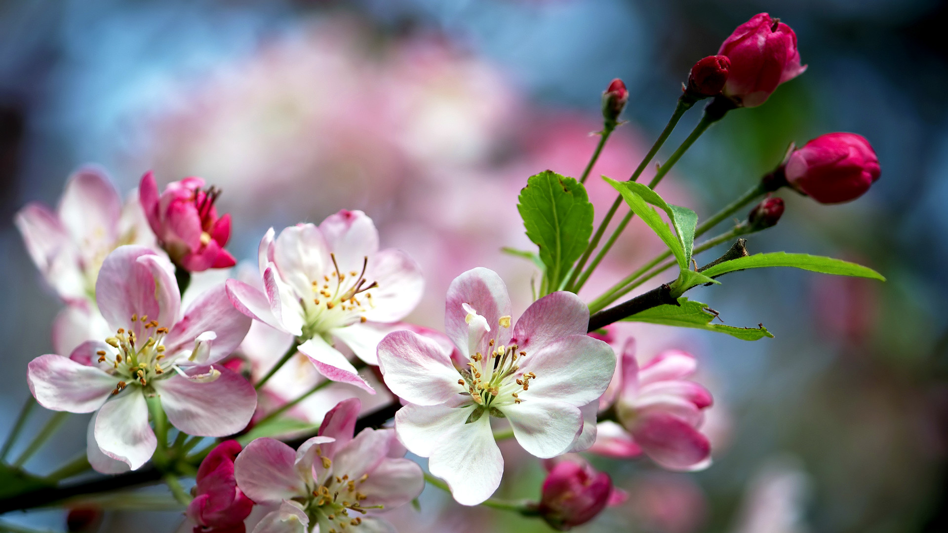 Ветка яблоня цветет. Яблоня черри блоссом. Яблоневый цвет (Malus domestica). Malus domestica цветет. Арканзас яблоня цветок.