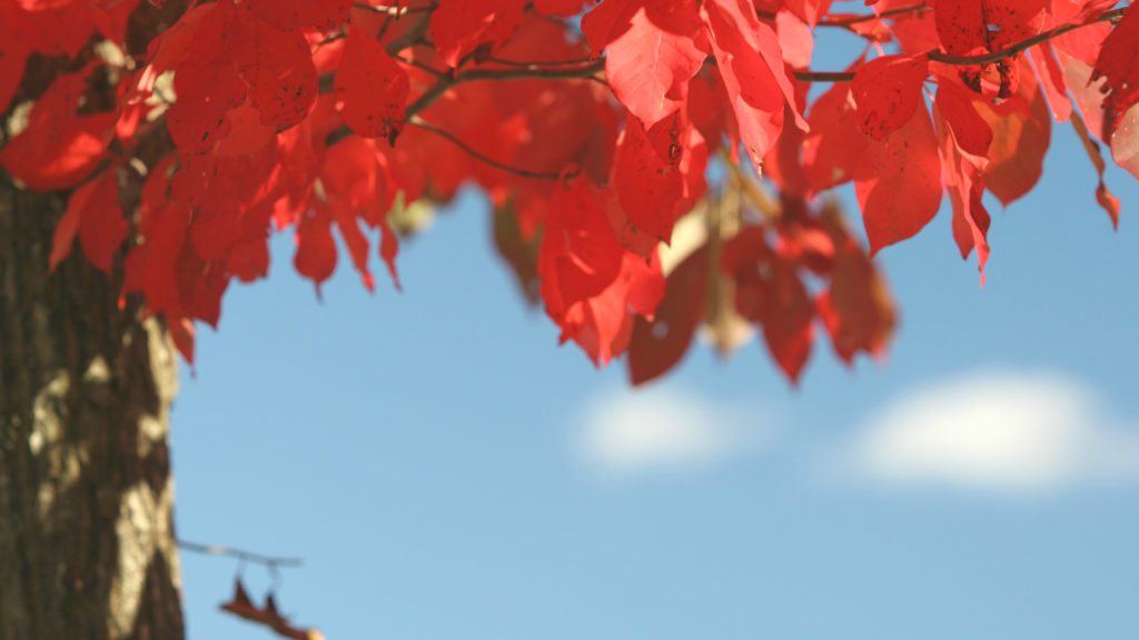 8 Trees That Flaunt Brilliant Fall Color Arbor Day Blog