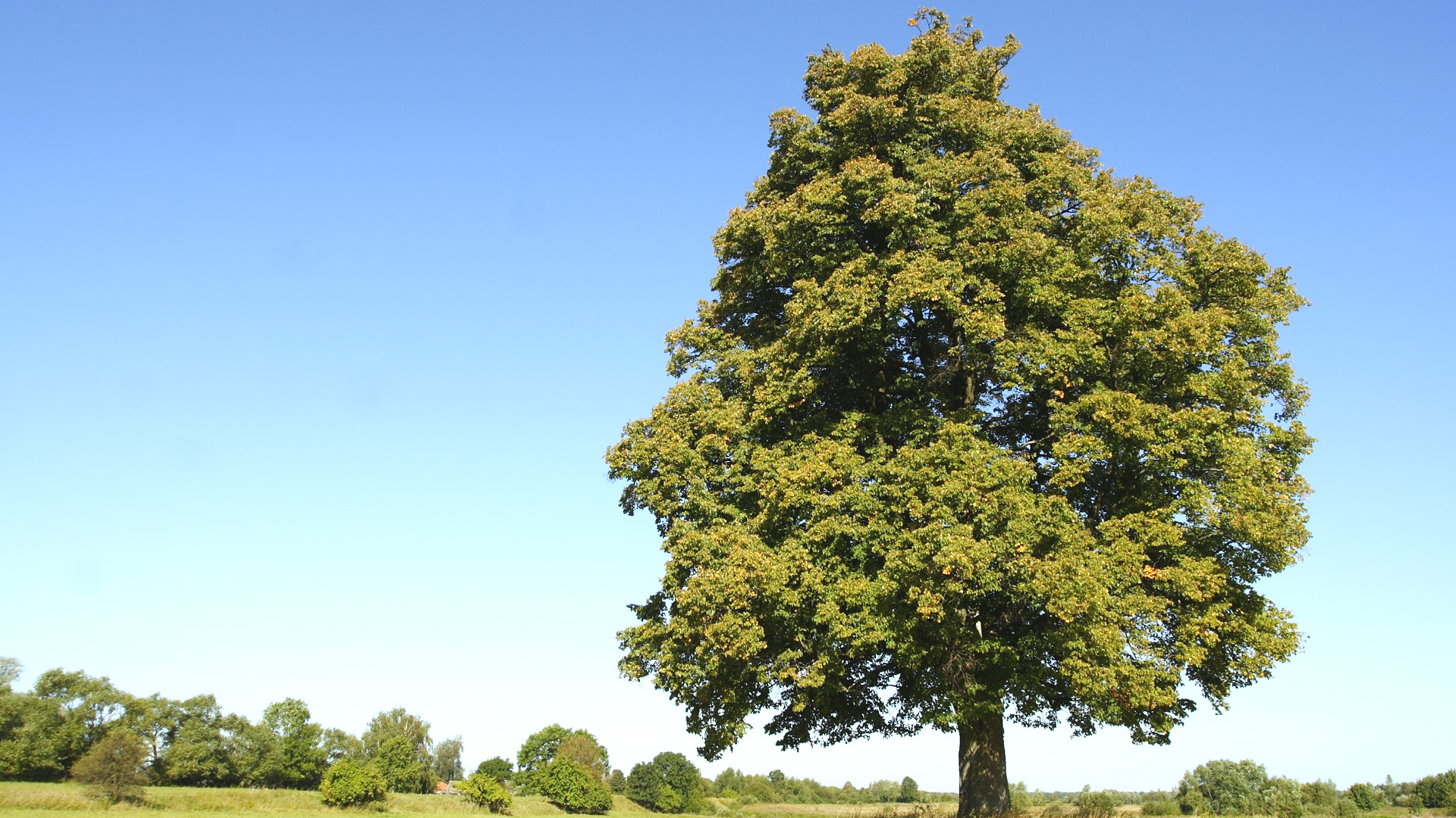 Basswood дерево