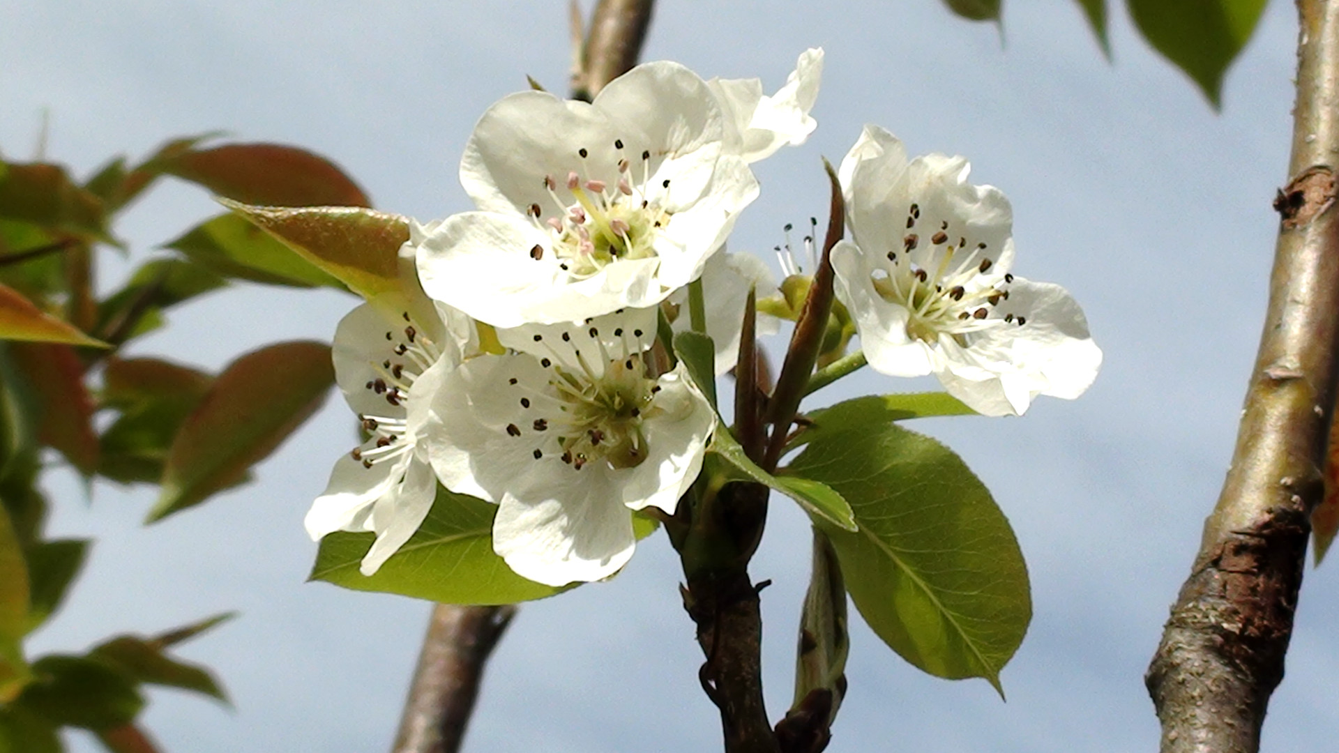 pear tree flower