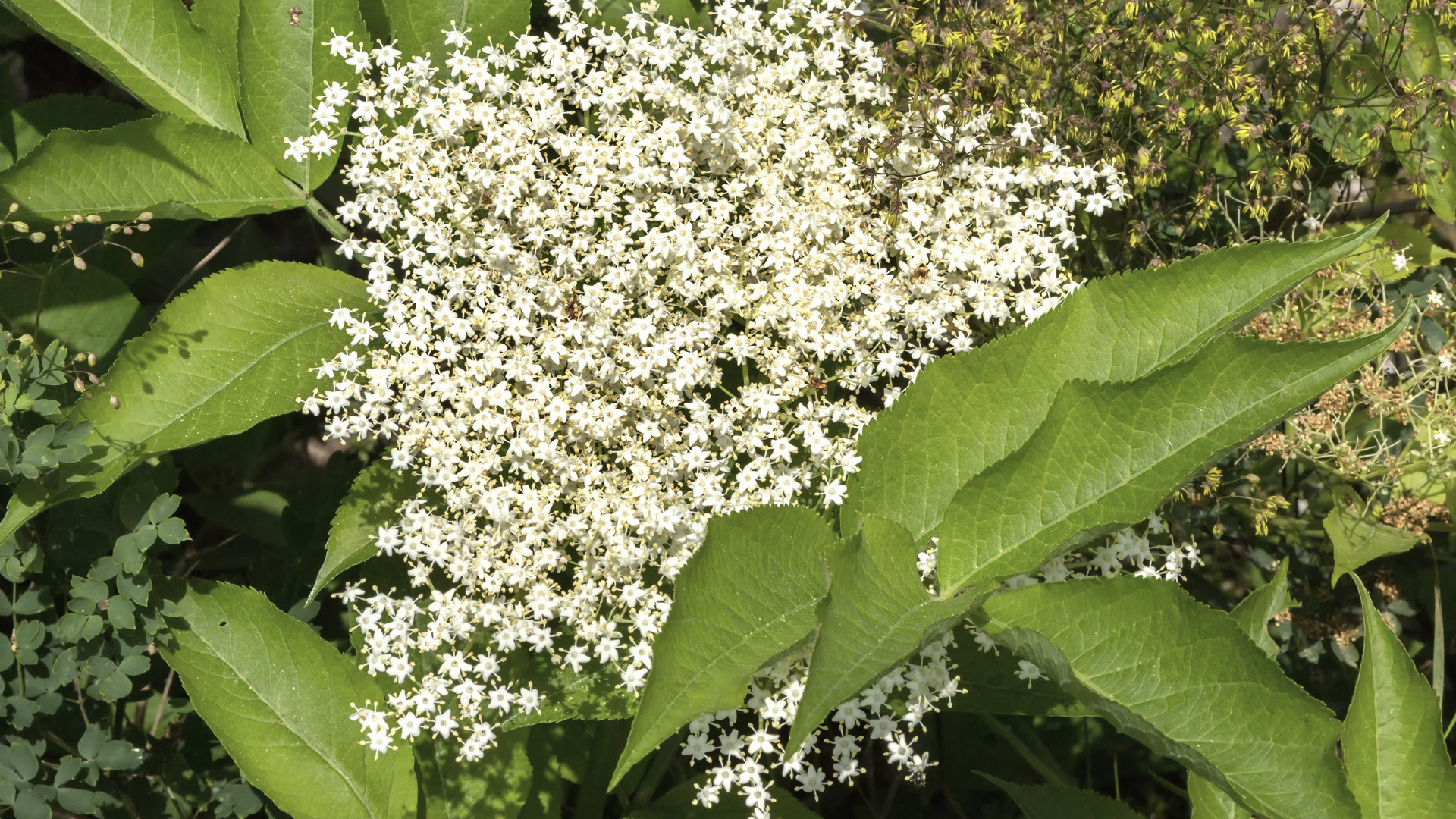 blackhaw viburnum flower