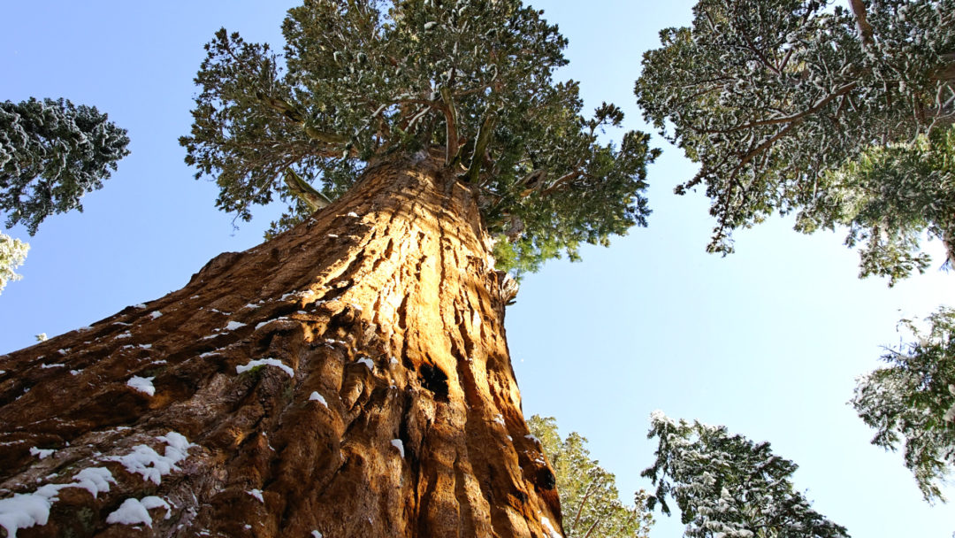 giant-sequoia-1080x608.jpg