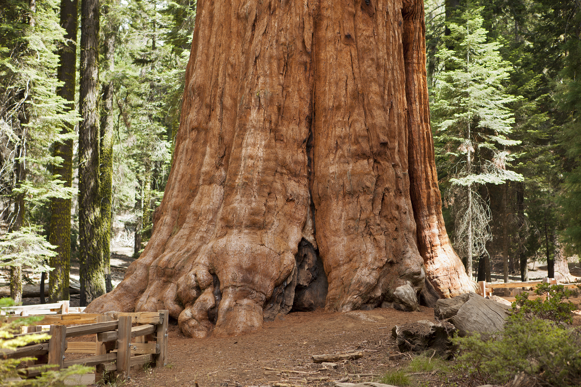 Primer plano del árbol Sequoia gigante, en el Parque Nacional Sequoia.  Este árbol es conocido como el árbol General Sherman.  Es el árbol más grande conocido por volumen y se cree que tiene entre 2300 y 2700 años.