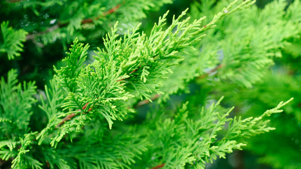 4 Fast Growing Evergreen Trees Arbor, Common Landscaping Trees In Michigan
