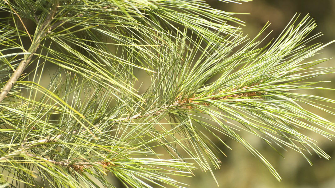 Eastern white pine is a tree to treasure
