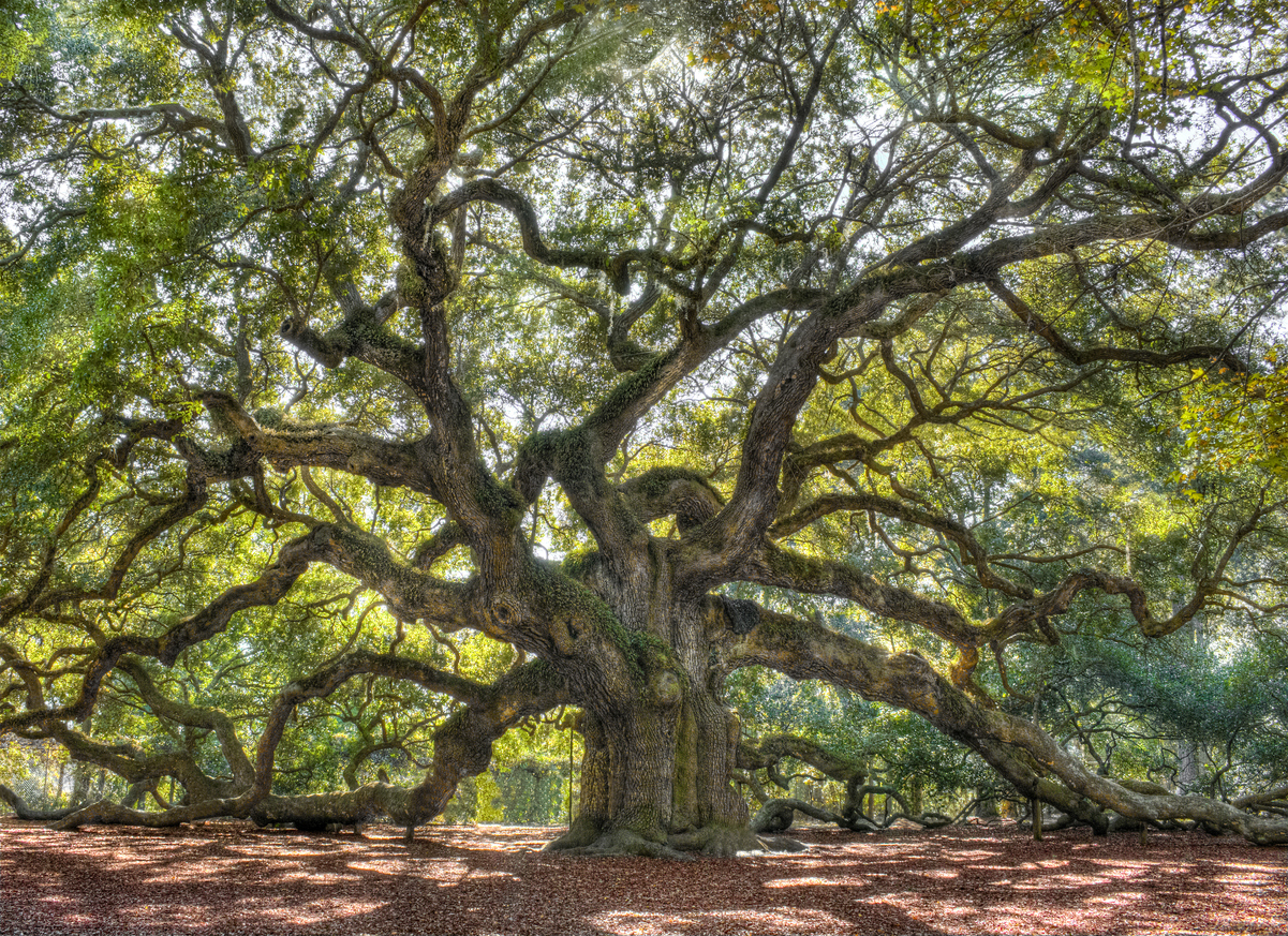 Live Oak: Heart of the Southern Landscape - Utah Lawn Care