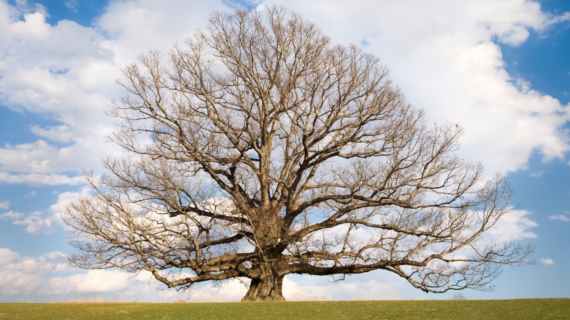 Read a Novel: The best of Under the Oak Tree
