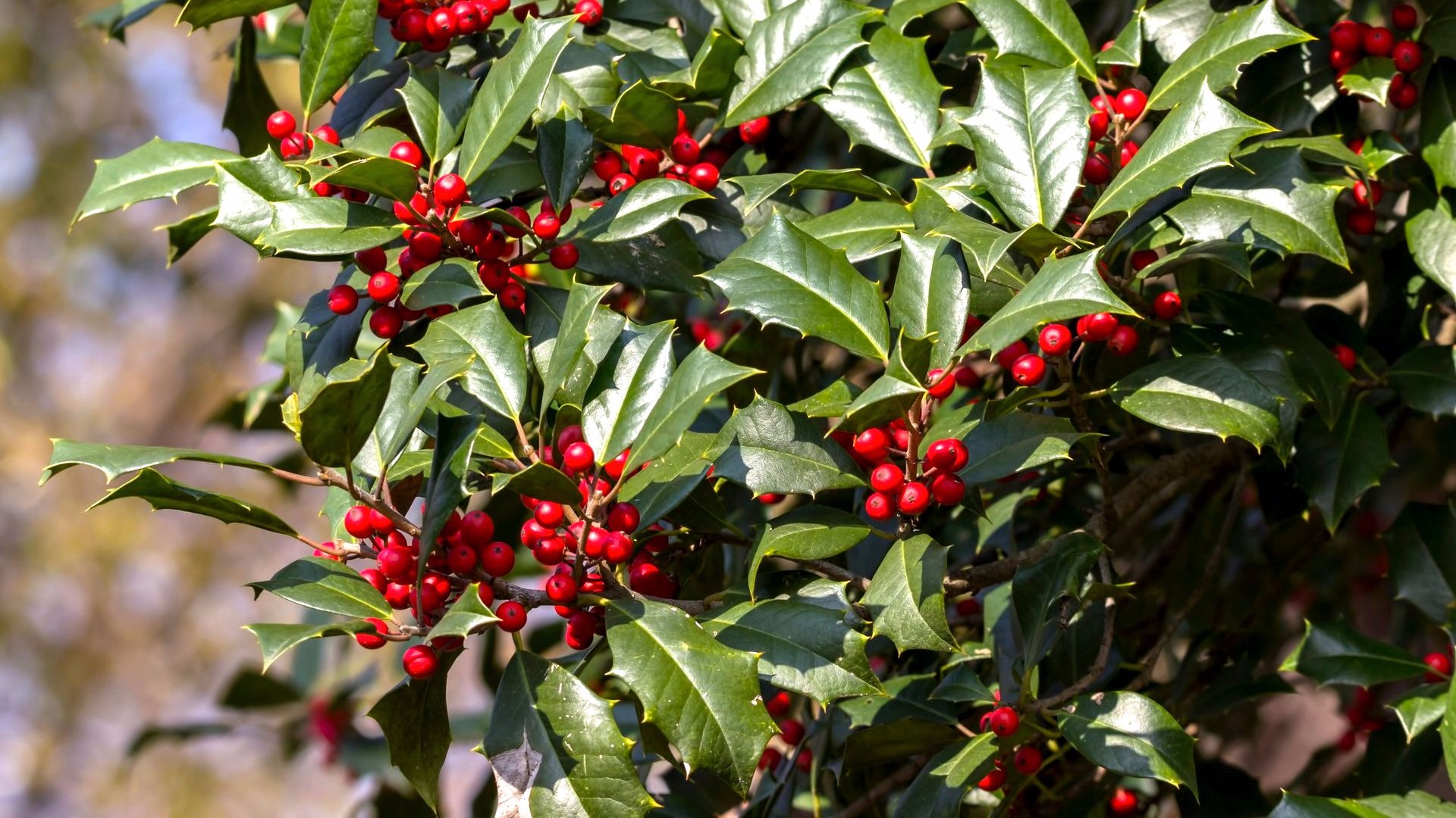 Christmas holly facts and traditions