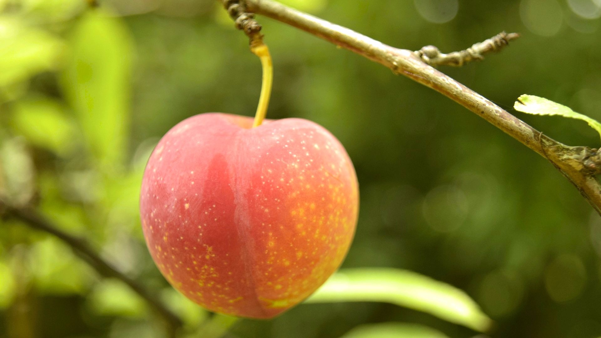 https://arbordayblog.org/wp-content/uploads/2017/08/burbank-plum-iStock-811805864.jpg