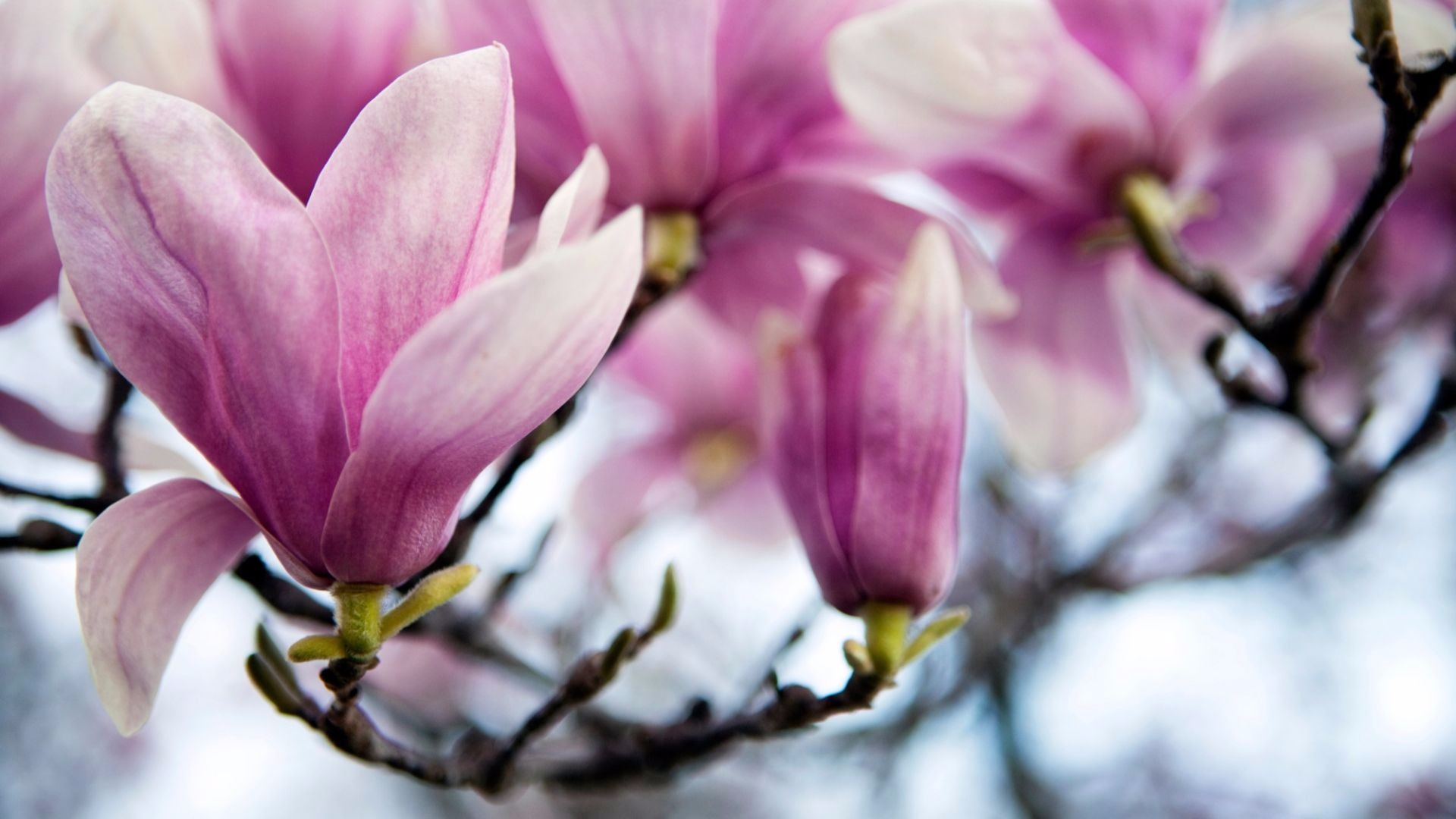 saucer magnolia: a springtime spectacular - arbor day blog