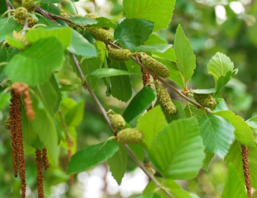 river birch branch with catkins