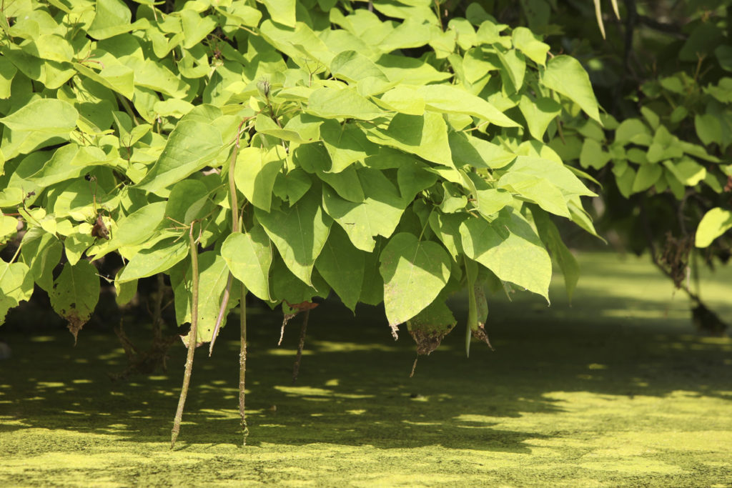 rama de catalpa del norte con grandes hojas verdes y vainas largas parecidas a frijoles