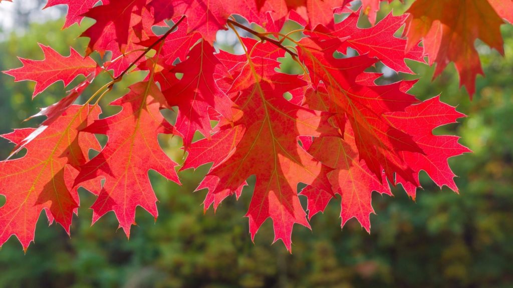hojas de roble rojo del norte que muestran su vibrante color rojo otoñal