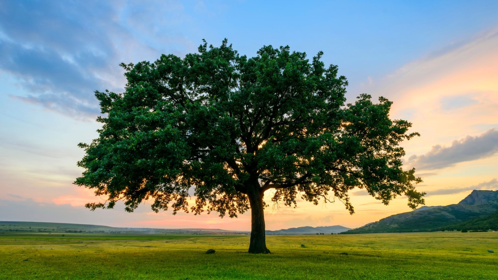 12 Fast-Growing Shade Trees | Arbor Day Blog