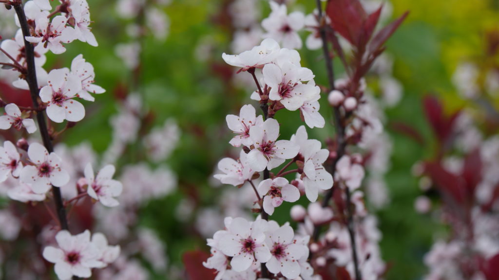 Small Flowering Trees For Spaces, Dwarf Flowering Trees For Landscaping