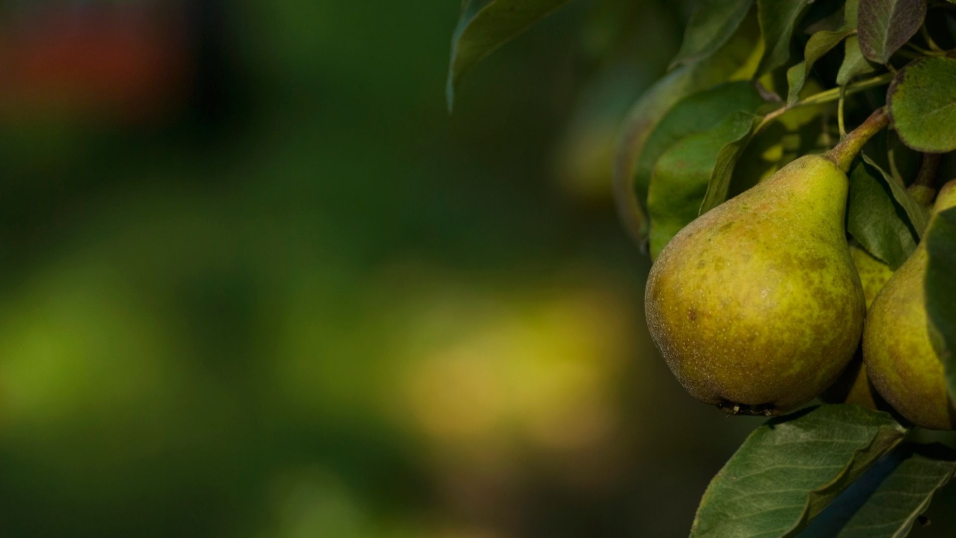 Pest resistant fruit trees